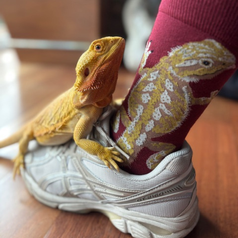 Sock it to Me "Bearded Dragon" Mens Crew Socks